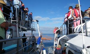 161ste Jaar vir Drenkelinge